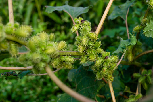 Xanthium strumarium (rough cocklebur, Noogoora burr, clotbur, common cocklebur, large cocklebur, woolgarie bur) herbs plants.