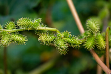 Xanthium strumarium (rough cocklebur, Noogoora burr, clotbur, common cocklebur, large cocklebur, woolgarie bur) herbs plants.