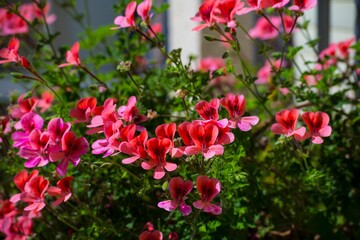 Vibrant pink and red geraniums in sunlight.
