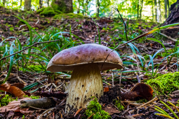Macro  - Forest - Europe, Romania, Suceava region