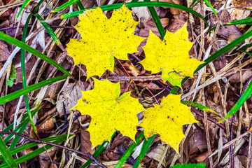 Macro  - Forest - Europe, Romania, Suceava region