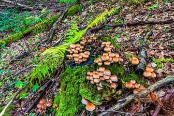 Macro  - Forest - Europe, Romania, Suceava region