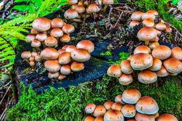 Macro  - Forest - Europe, Romania, Suceava region