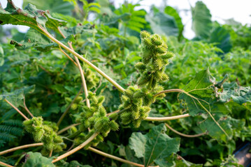 Xanthium strumarium (rough cocklebur, Noogoora burr, clotbur, common cocklebur, large cocklebur, woolgarie bur) herbs plants.