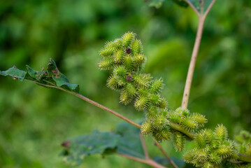 Xanthium strumarium (rough cocklebur, Noogoora burr, clotbur, common cocklebur, large cocklebur, woolgarie bur) herbs plants.