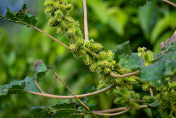 Naklejka premium Xanthium strumarium (rough cocklebur, Noogoora burr, clotbur, common cocklebur, large cocklebur, woolgarie bur) herbs plants.