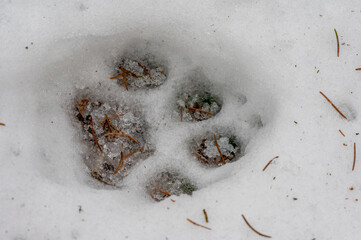 Track of a lynx in the snow in the Beskydy mountains in the Czech Republic
