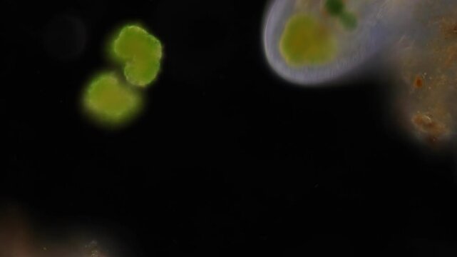 Methods of study of Protozoa, Algae and bacteria under the microscope in the biology laboratory.