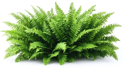 Lush Green Fern Fronds Isolated on a White Background