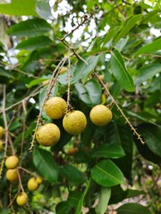 Close up of ripe longan fruit on the tree in the garden in Mekong Delta Vietnam.
