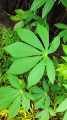 Green leaves in the garden at Mekong Delta Vietnam.
