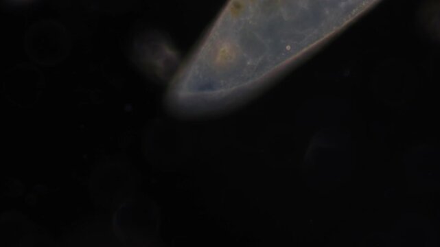 Methods of study of Protozoa, Algae and bacteria under the microscope in the biology laboratory.