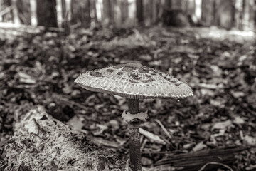 Macro  - Forest - Europe, Romania, Suceava region