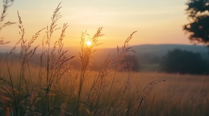 Fototapeta premium A field of grass with a sun in the background. The sun is setting and the grass is tall
