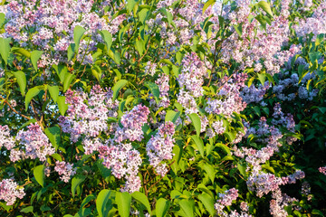 Blooming Lilac Bush with Purple Flowers in Spring Sunlight. The lush green leaves complement the delicate lilac blossoms, creating a beautiful contrast. High quality photography