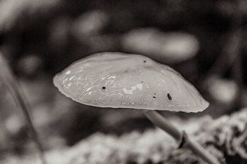 Macro  - Forest - Europe, Romania, Suceava region