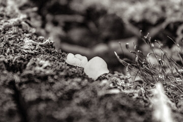 Macro  - Forest - Europe, Romania, Suceava region