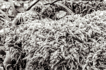 Macro  - Forest - Europe, Romania, Suceava region