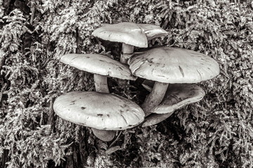 Macro  - Forest - Europe, Romania, Suceava region