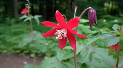 Fototapeta premium A Close-Up of a Vibrant Red Flower with Delicate White Stamens