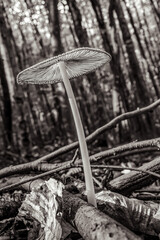 Macro  - Forest - Europe, Romania, Suceava region