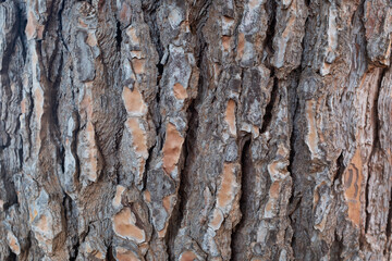 Obraz premium Close-Up of Textured Tree Bark with Natural Patterns. Nature’s raw texture for nature backgrounds and artistic projects. High quality photography