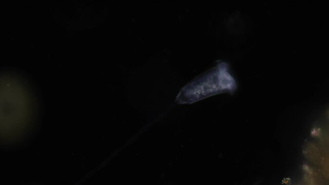 Methods of study of Protozoa, Algae and bacteria under the microscope in the biology laboratory.