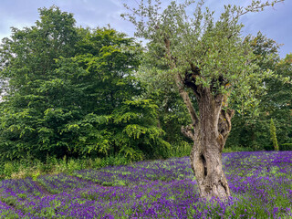 lonely willow in the lavender field