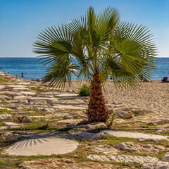 lonely palm tree on the beach