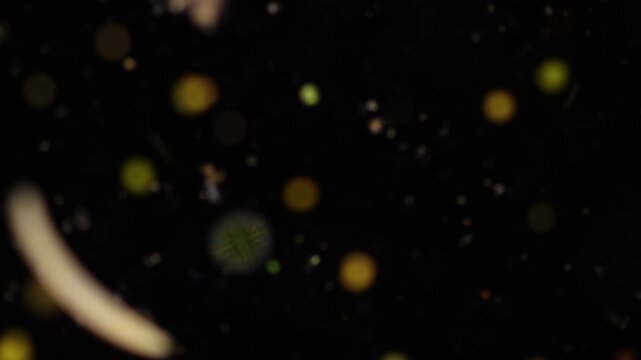 Methods of study of Protozoa, Algae and bacteria under the microscope in the biology laboratory.