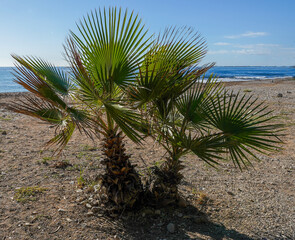 palm trees on the beach