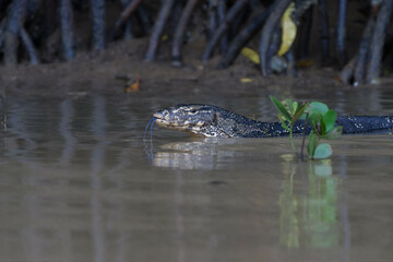 Asian water monitor swimming in mangroves - Thailand