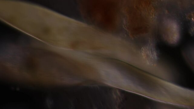 Methods of study of Protozoa, Algae and bacteria under the microscope in the biology laboratory.