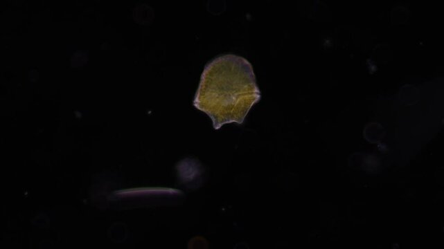 Methods of study of Protozoa, Algae and bacteria under the microscope in the biology laboratory.