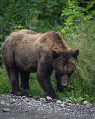 Grizzly mom