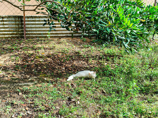 A close up of a green grassy field and cat in the shadow. The grass is short and the field is lush and dirty soil during broad daylight
