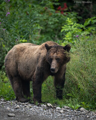 Fototapeta premium Grizzly 