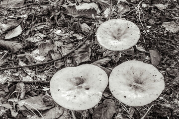 Macro  - Forest - Europe, Romania, Suceava region