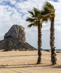 palm trees in the wind