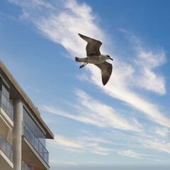 seagull in the sky
