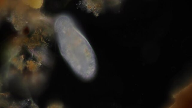 Methods of study of Protozoa, Algae and bacteria under the microscope in the biology laboratory.
