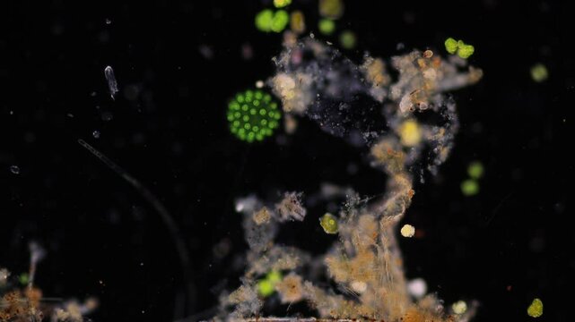 Methods of study of Protozoa, Algae and bacteria under the microscope in the biology laboratory.