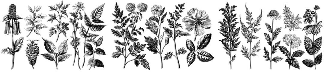 Fototapeta premium The botanical set contains sketches of flower petals and branch tips in a modern style.