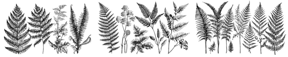Colorful modern illustration of fronds, leaves, stems, sprouts, and fronds of ferns.
