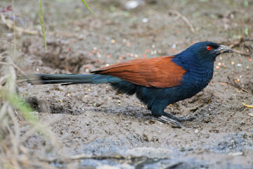 Coucals, Crow pheasants blackbird birdwatching in the forest.