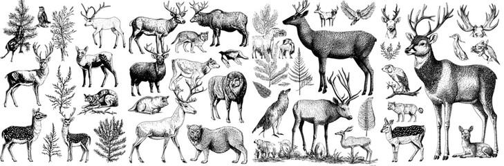 Animated cartoon animals. Forest, savannah and farm animal collection isolated on white background