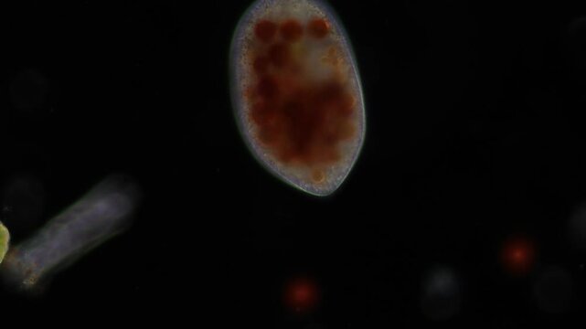 Methods of study of Protozoa, Algae and bacteria under the microscope in the biology laboratory.