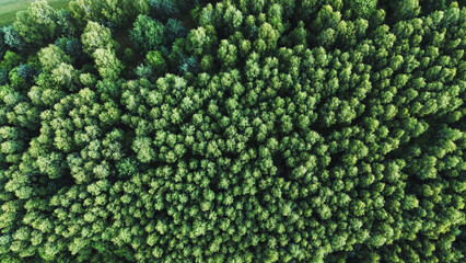 Top-down view of green forest