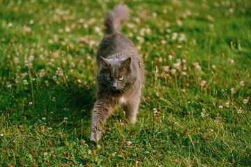 Long-haired cat outdoors in summer