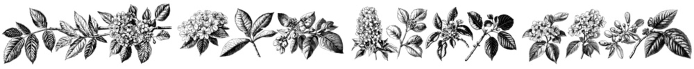 A set of hand-drawn blossoming trees illustration with spring design elements. Flower, leaf, and branch sketches collection on white background.